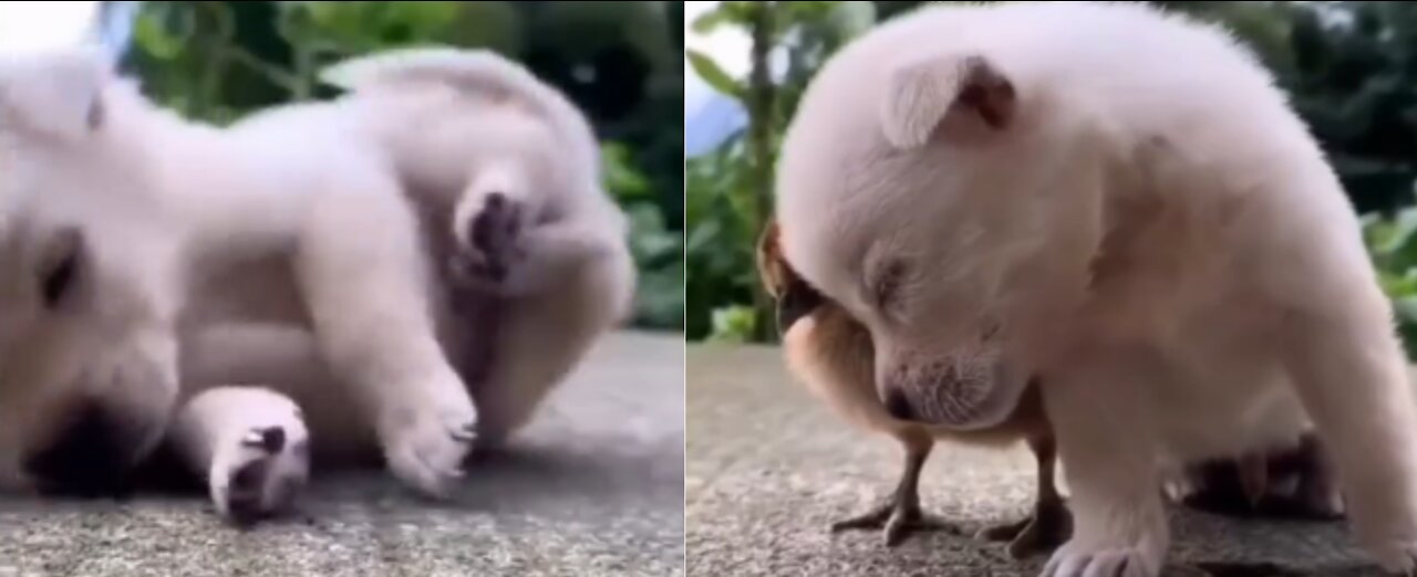 Sleepy Puppy Falls asleep on ##Baby-CHICK