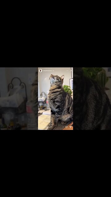 Falando inglês com gata | Raiam Santos