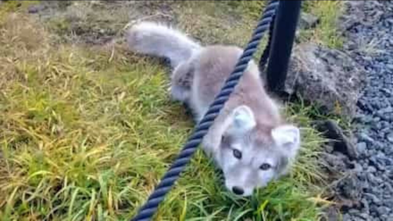 Un homme rencontre un adorable renard arctique