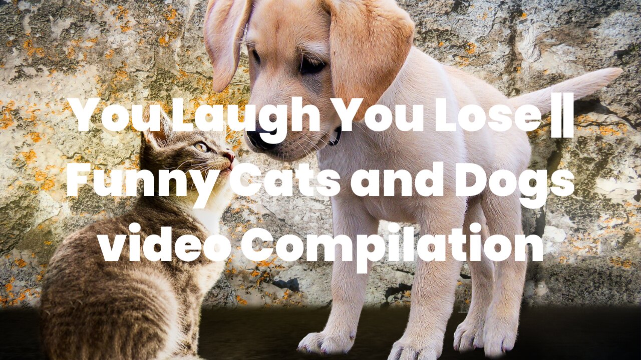 You Laugh You Lose || Funny Cats and Dogs video Compilation