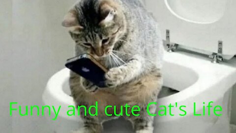 Funny and cute Cat's Life Cats and and the owner are friends video