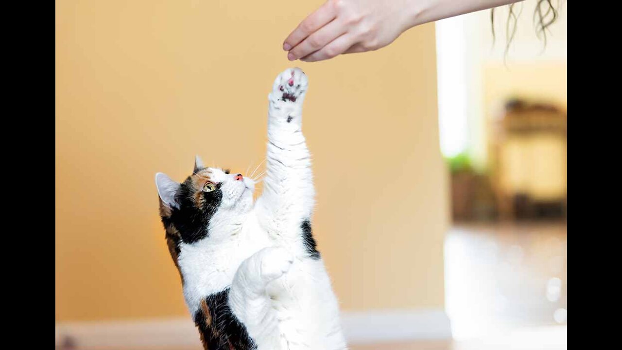 Cats 101 : Basics of Cat Training