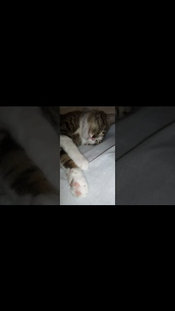 Nose Boops for the Sleeping Cat #shorts