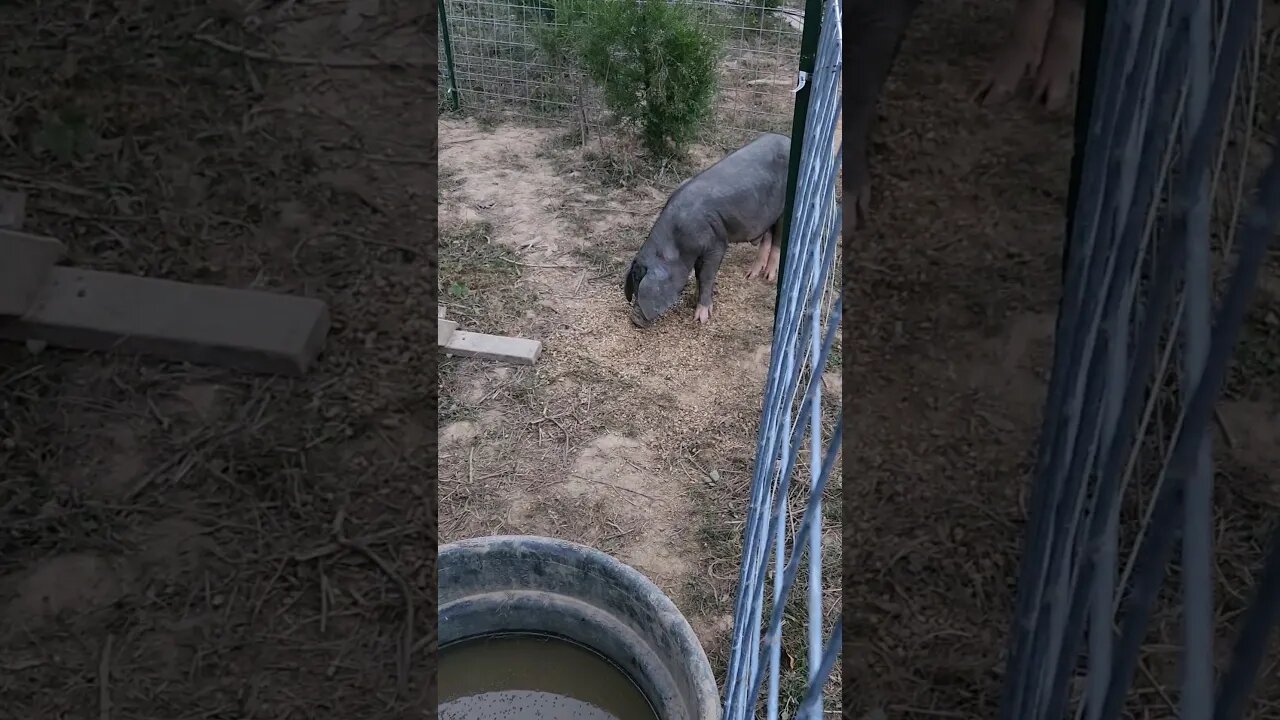 Meishan attacked by Mangalitsa boar. #homesteading #animal #pigs #wildpig #homesteader #homestead