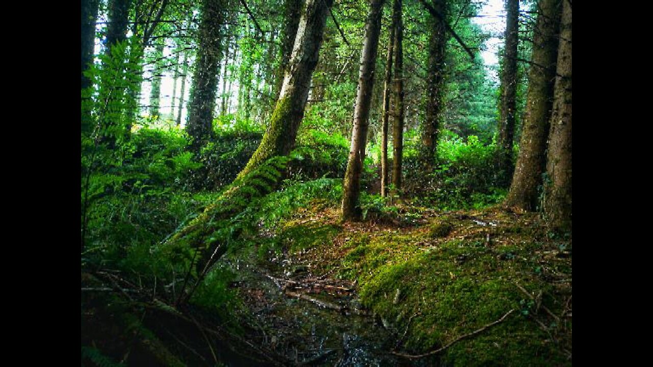 ENCHANTED FOREST OF IRELAND.