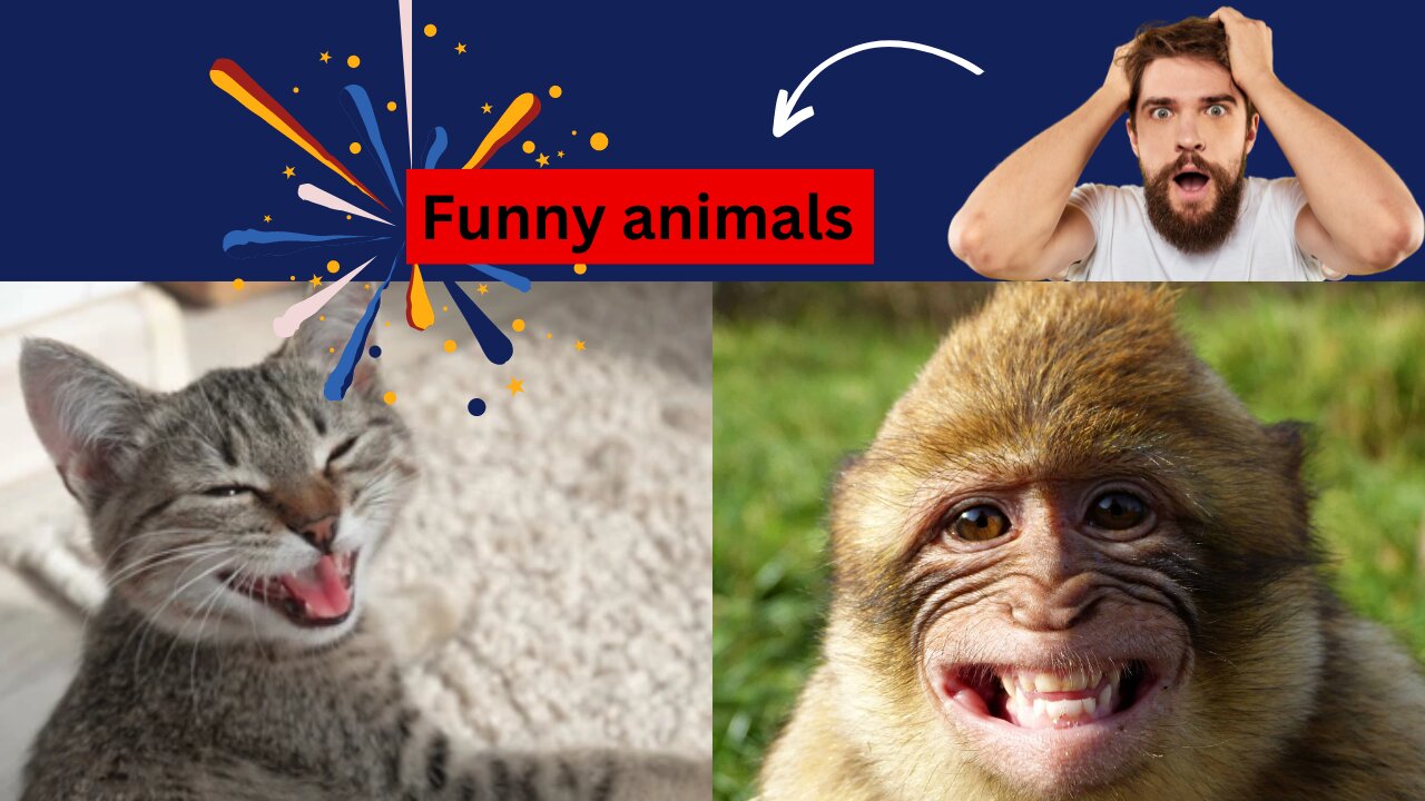 New Funny animals video 2024