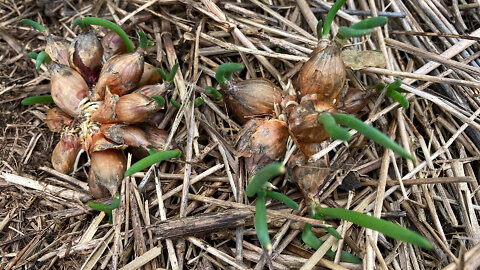 Introduction To Egyptian Walking Onions