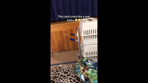funny video