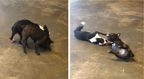 Boston Terrier and French Bulldogs