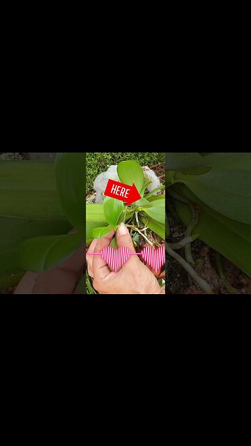 😍🪴 Separating Phalaenopsis keiki from Mama Plant 🥰 #tips #ninjaorchids #orchids