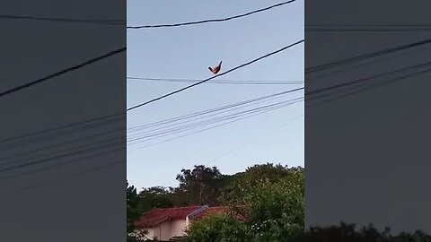 Ariana What Are You Doing Here TikTok pauloteitei