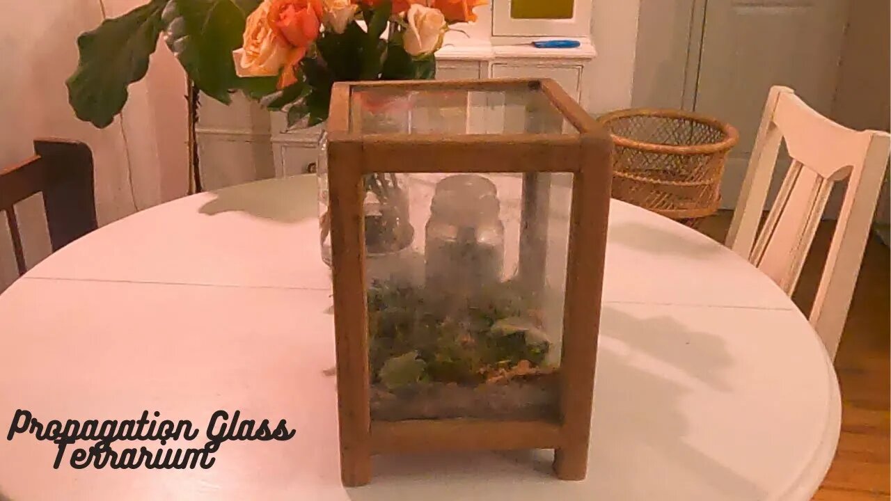 Terrarium Propagation Box