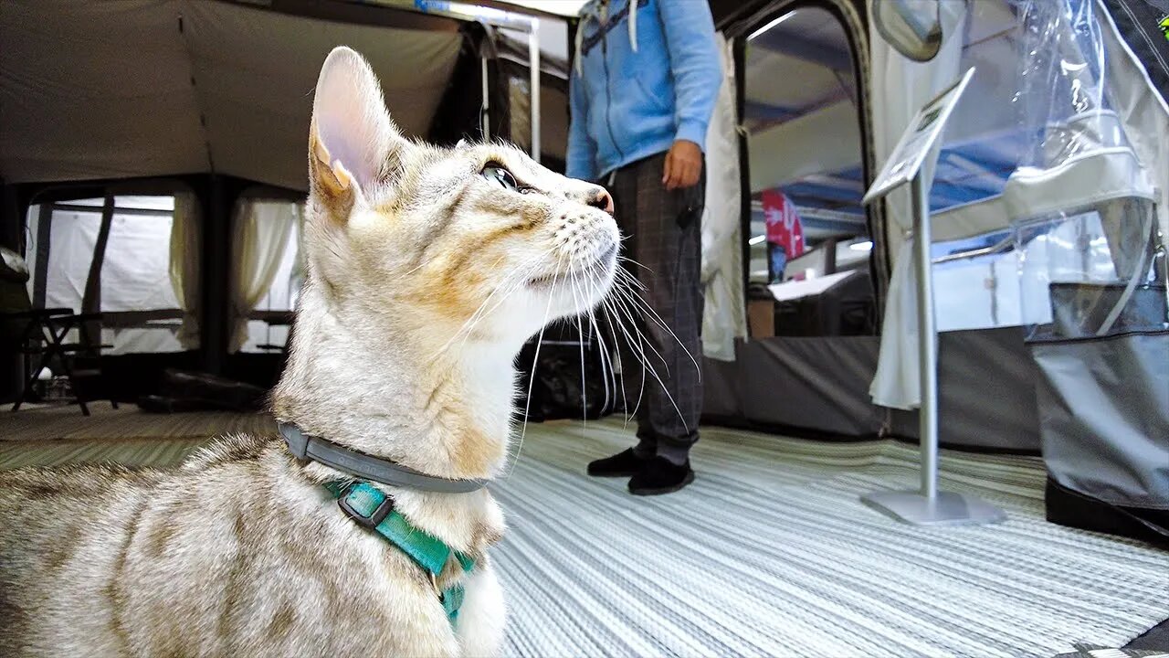 My Cat Goes Looking at Motorhomes