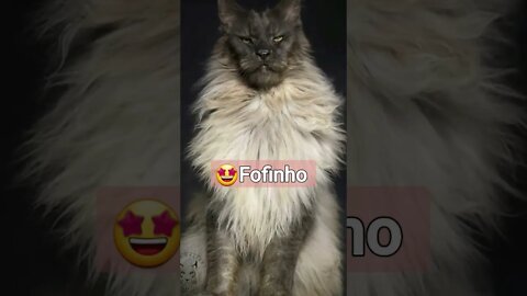 🐱Gato gigante Maine coon #shorts