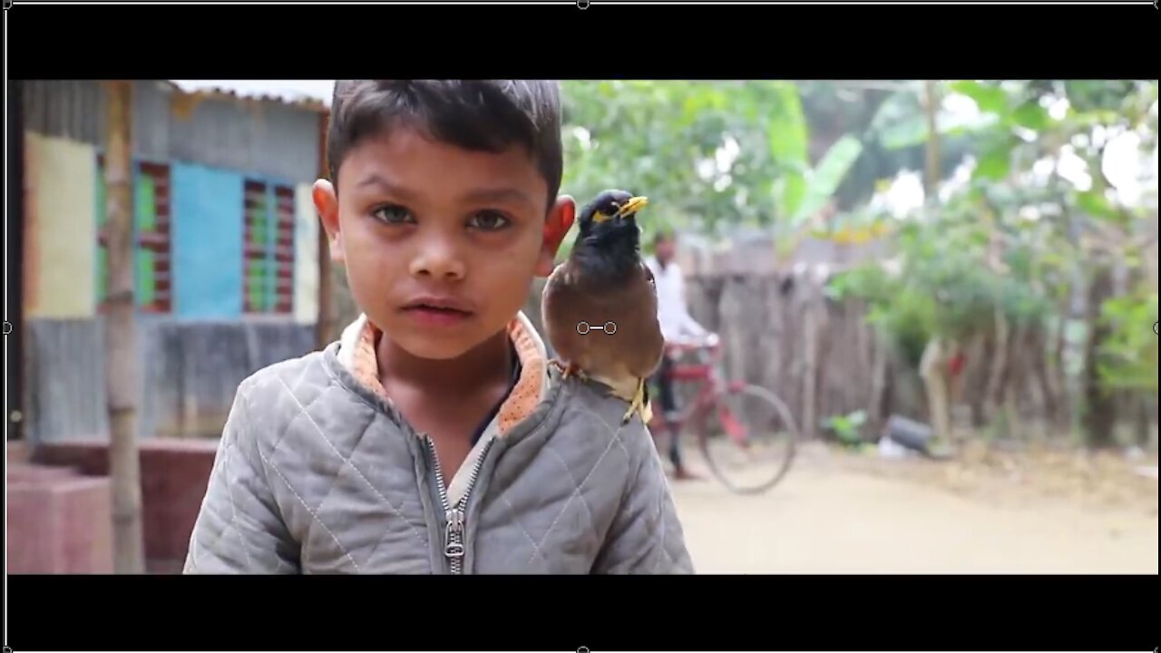 Salik bird try to speak with the man | Talking Bird |