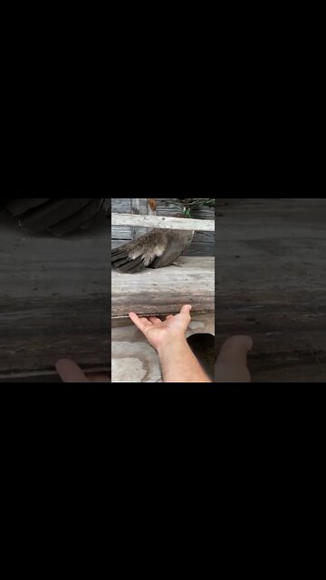 Peahen 🦚 Laying Egg 🥚#Shorts #ytshorts #UbertainmentFun #Dogs #Animals #Fun