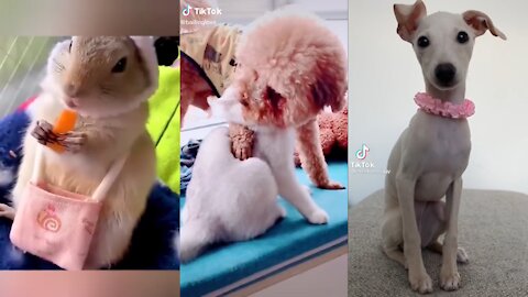 TikTok Pets #13 | Funny Pets letting stress go | Great Laughs