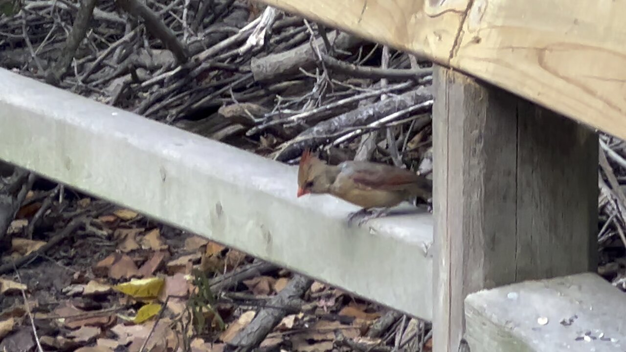 Fledgling Cardinals James Gardens Toronto