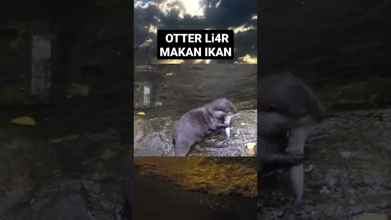 otters Liar #otter #animals #otters #otterlucu #berangberang