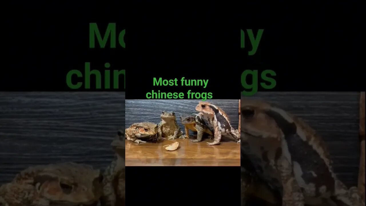 Funniest Chinese Frogs 🐸 #video #viralshorts #treadingshorts #frog #Chinese