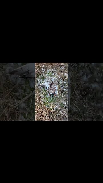 Hawk Obliterates Duck