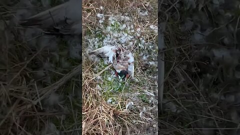 Hawk Obliterates Duck