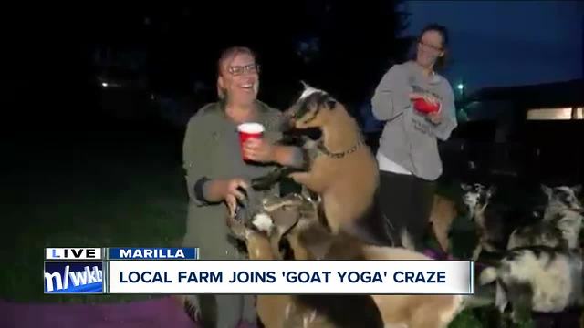 Marilla farm joins goat yoga craze