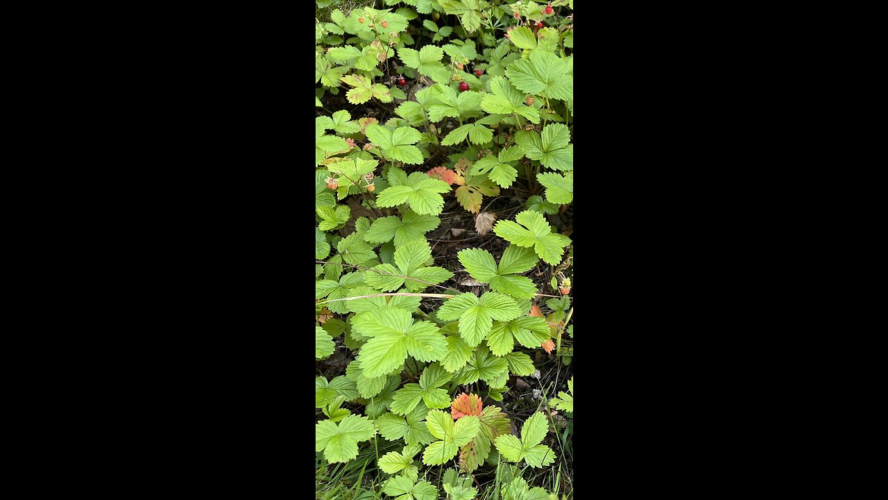 Wandering the hilltops. Wild strawberries