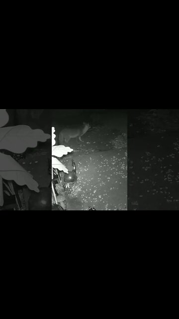 The Fox Loves The Wildlife Peanuts #Shorts 🌲