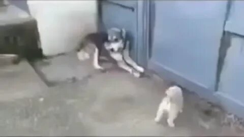 Father doggo Protects fake crying baby doggo..