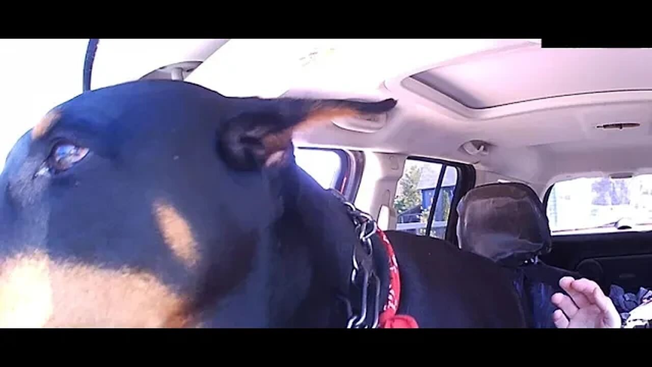 Dexter goes to the store.