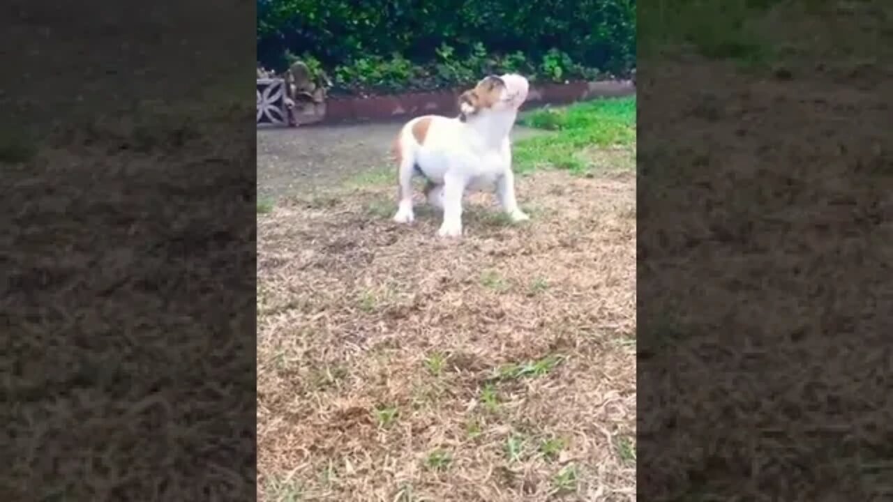 Puppy has never seen rain before.