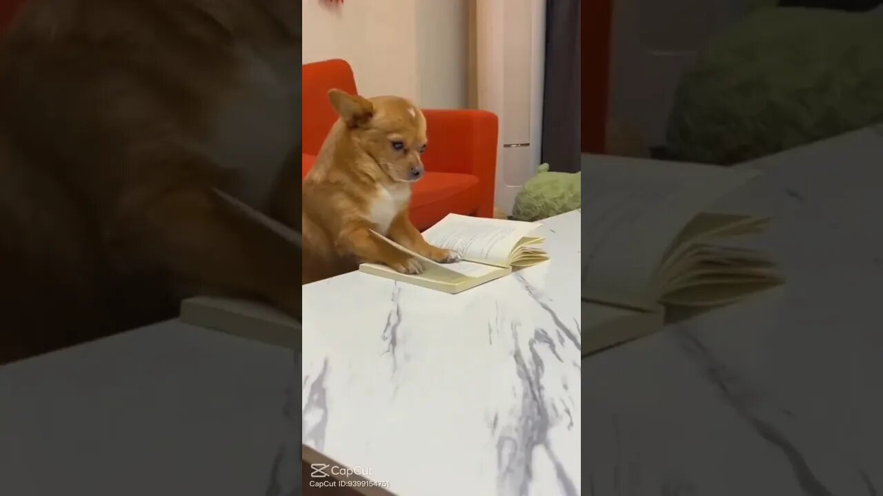 the dog is reading book