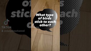 birds dad joke #dadjokes