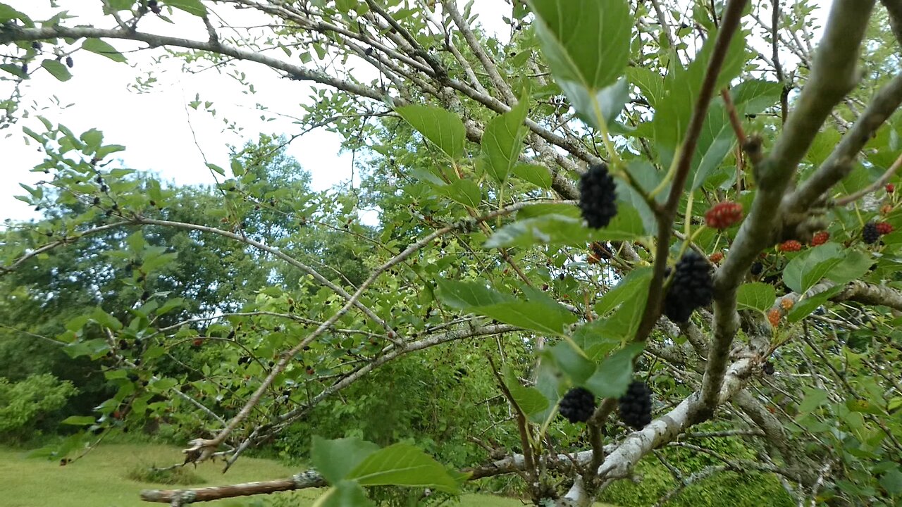 BERRY PICKING (May 2024)