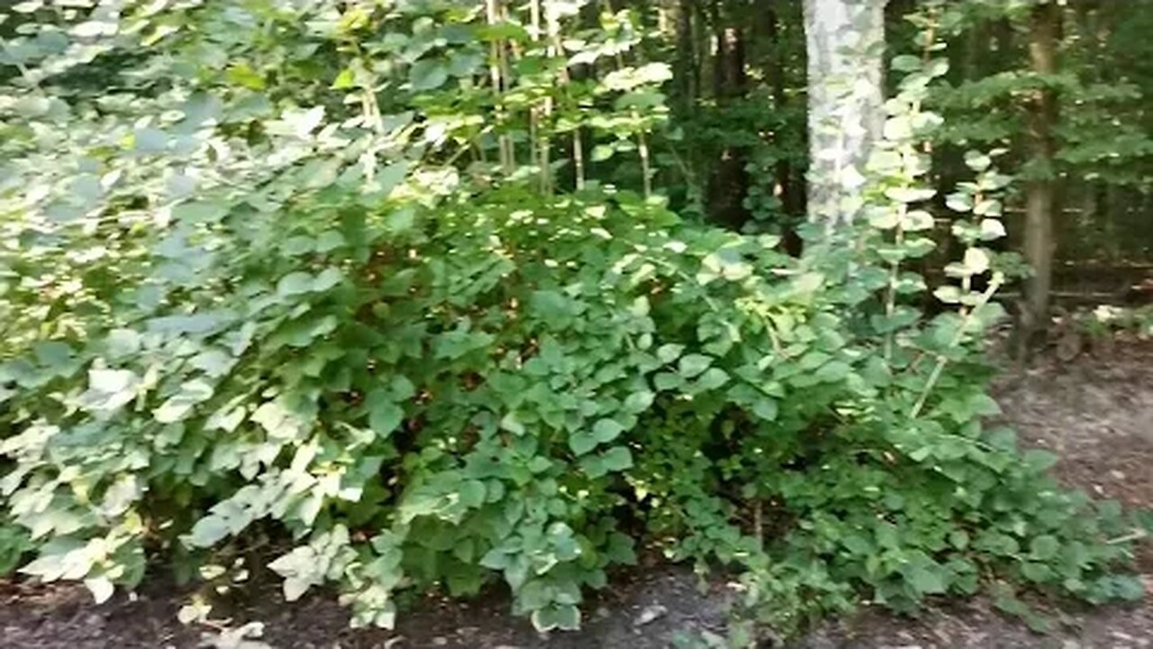 pastwisko dla oczu