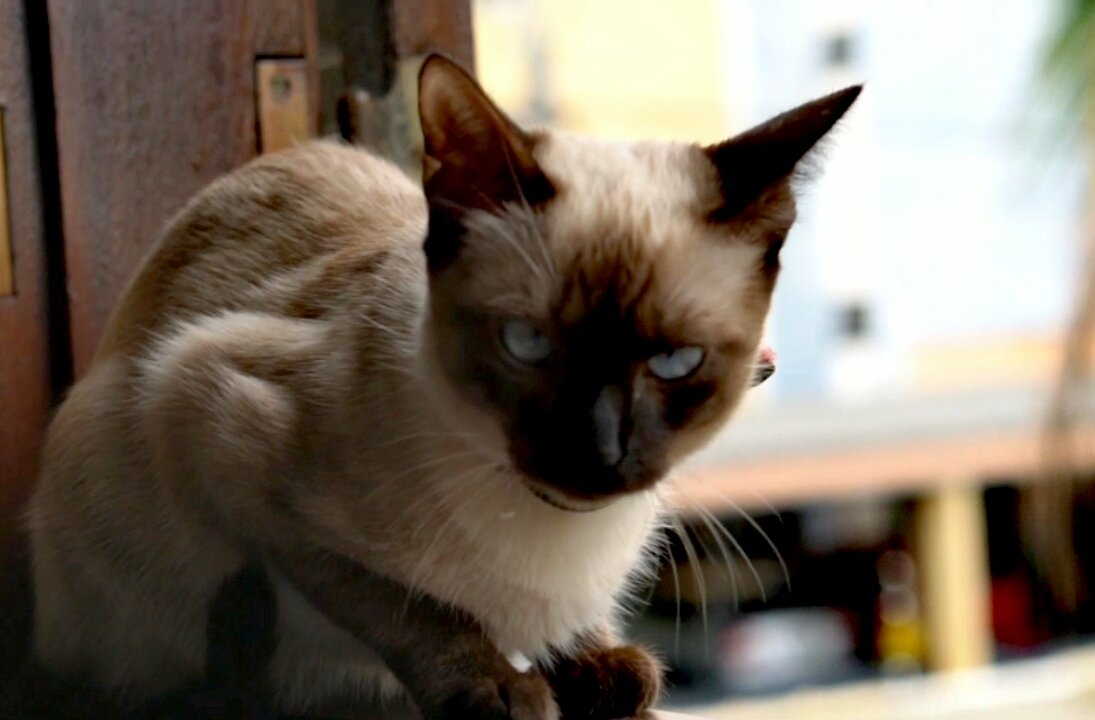 Watch this cute fuuny cat