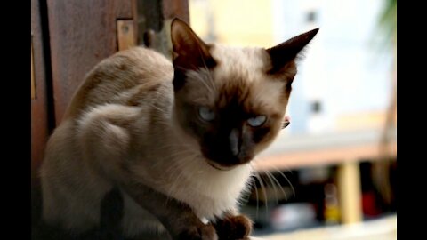 Watch this cute fuuny cat
