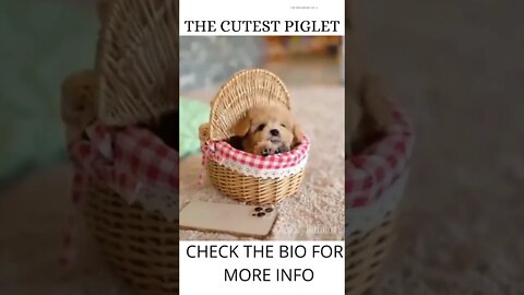 THE CUTEST PIGLET AND PUPPY... #SHORTS