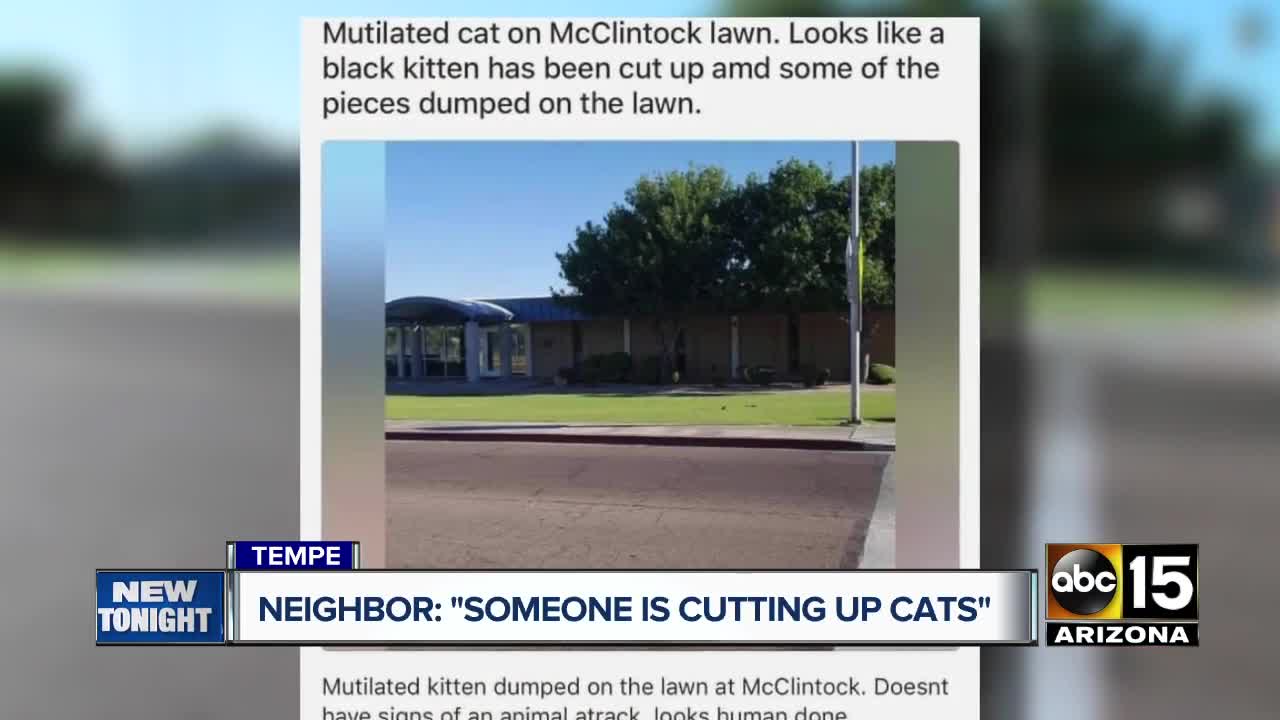 Tempe neighborhood concerned after cats found mutilated