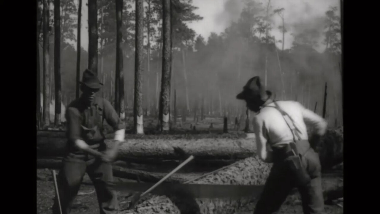 Historic Reel of Longleaf Logging: Over 100 Years old