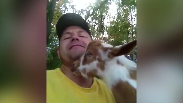 An Adorable Goat Rubs A Man’s Beard