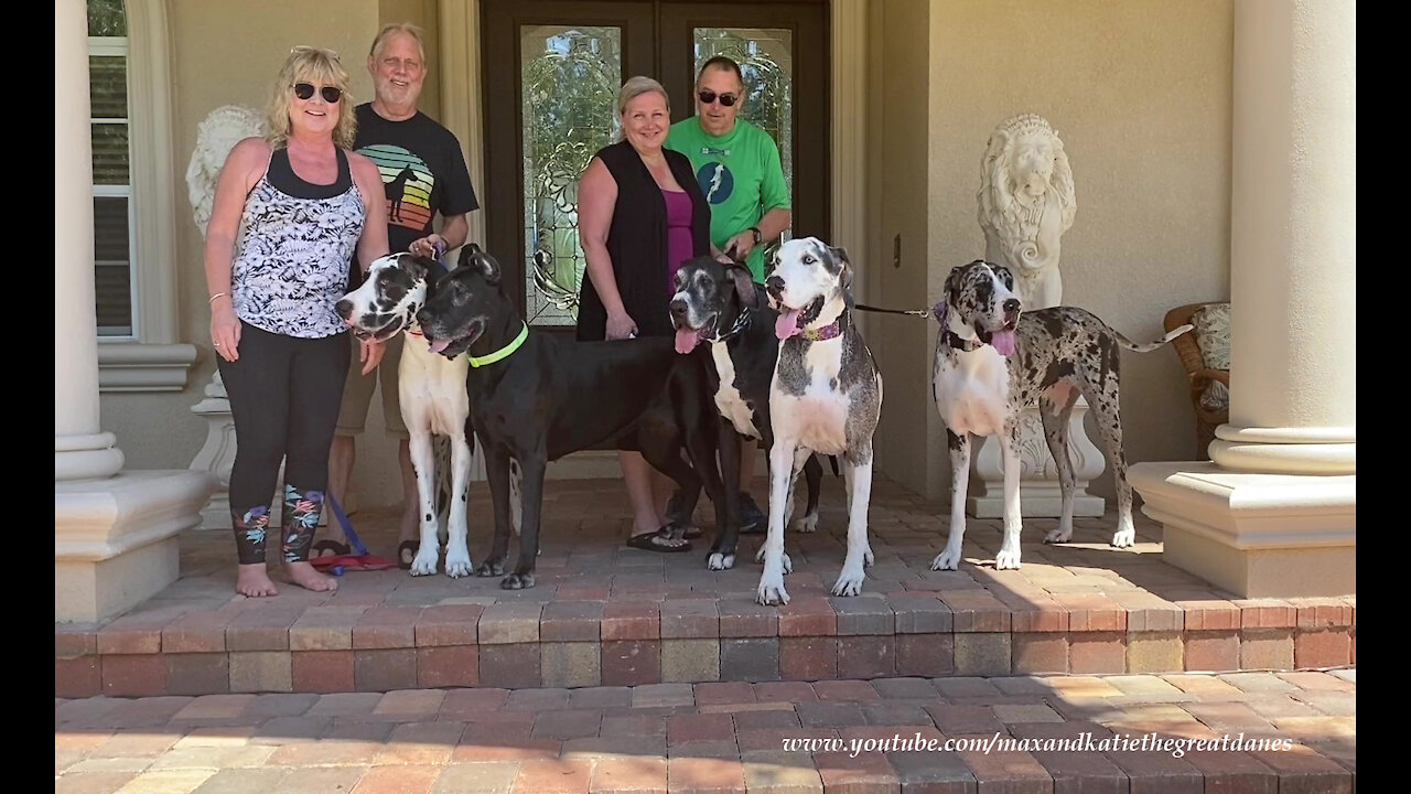 How To Take A Group Photo of Five Great Danes And Four Dog Lovers