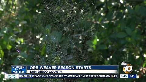 Orb weaver season starts