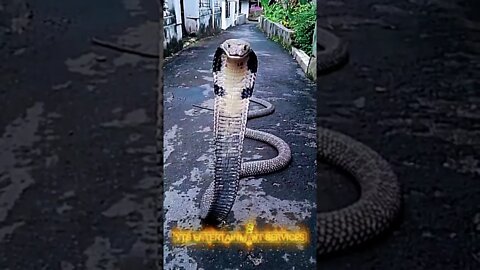 A snake in action