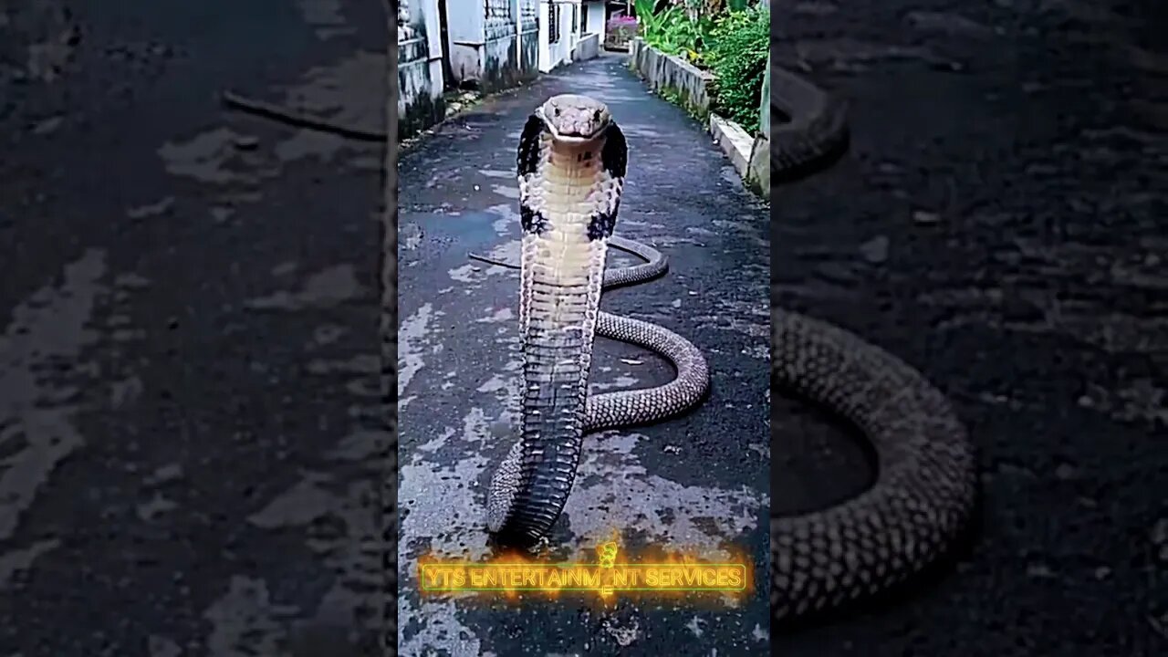 A snake in action