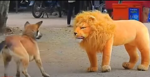 Prankin dogs with fake lion