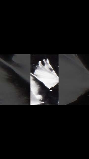 FREE Playboi Carti x Pierre Bourne Type Beat #pierrebournetypebeat #playboicarti #pierrebourne