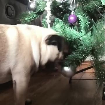 Pug hilariously fails to snatch Christmas tree ornament