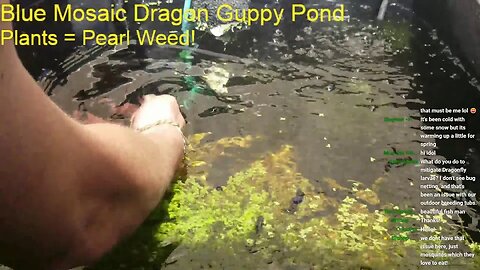 LIVE | Guppy Farming & Aquascaping! Day 7